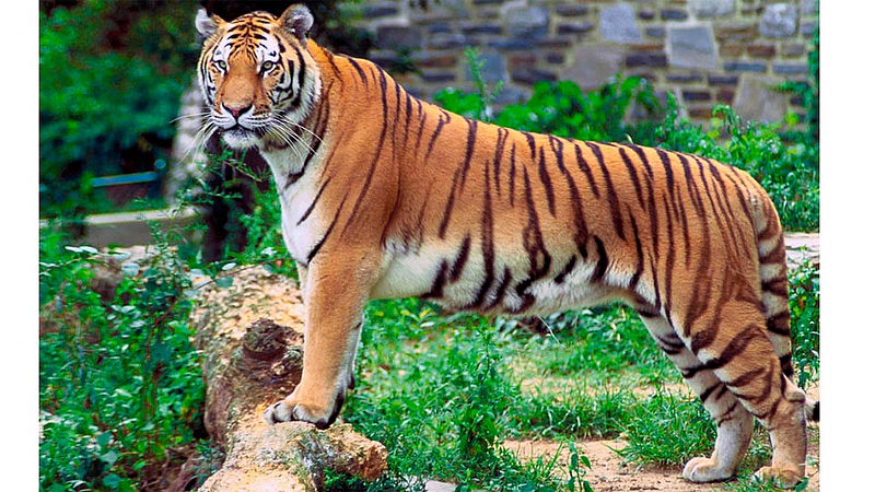 Tiger