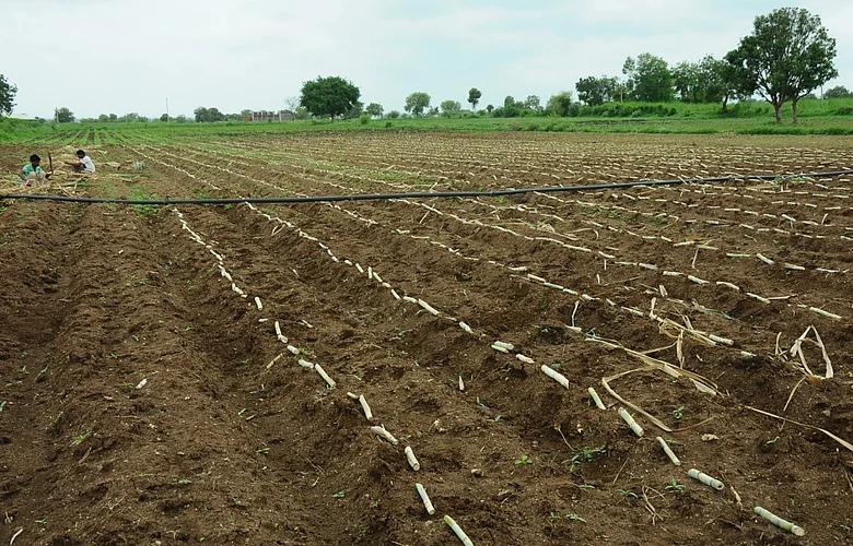 As Jayakwadi dam is in a position to be 100 percent full sugarcane cultivation is in full swing
