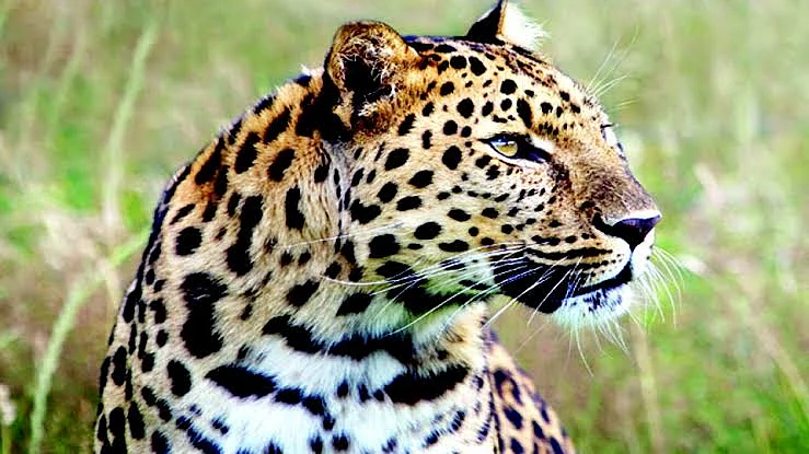 Leopard