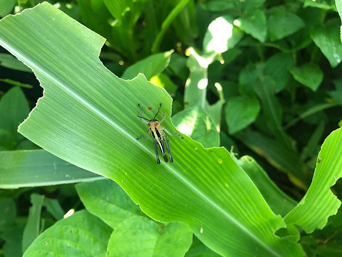 Grasshopper nymphs