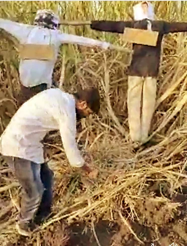 In Nevasa, the farmer again lit the cane}