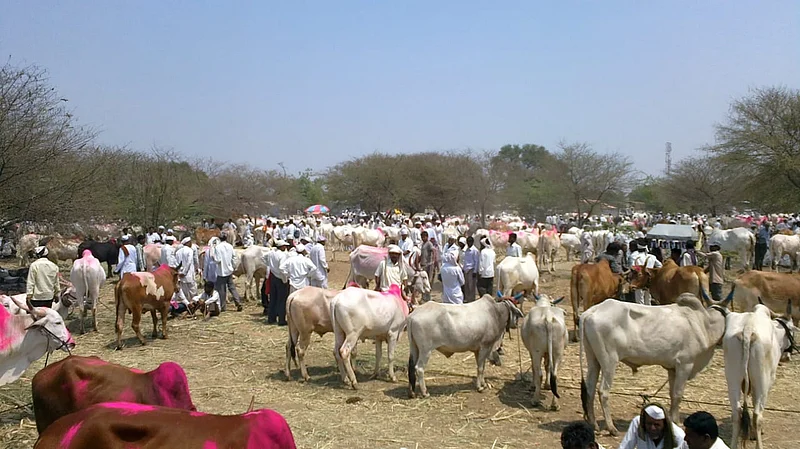 Animal market to be filled in Taklibhan