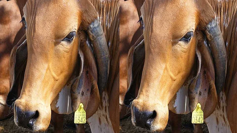 Towards completion of animal tagging at Sangamnera