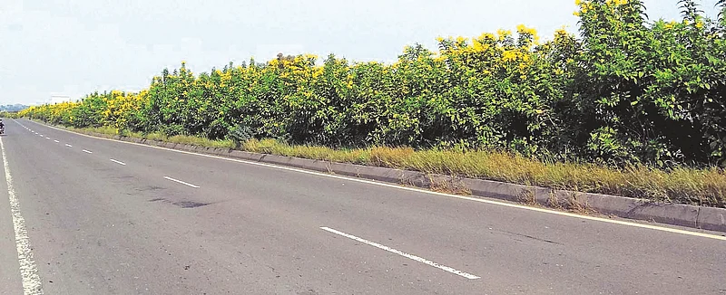Flowering trays on national highways