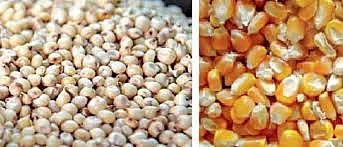 The Collector has issued an order to start procurement of maize and sorghum at Telhara