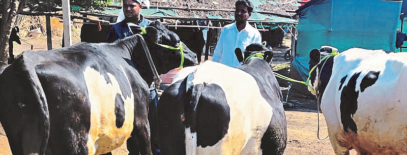 Traders from Gujarat, Madhya Pradesh and Karnataka came to Pravaranagar to buy cows