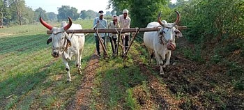 farmer