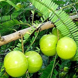 You know how much Amla cures