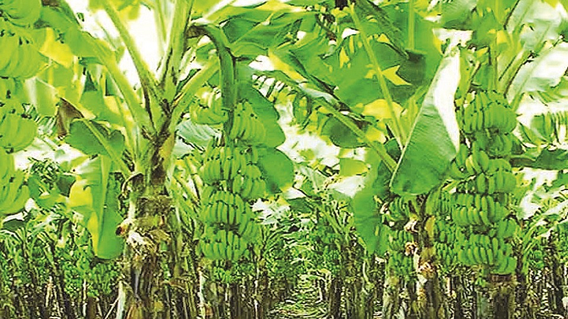 Banana prices have been falling in the local market for the past seven months