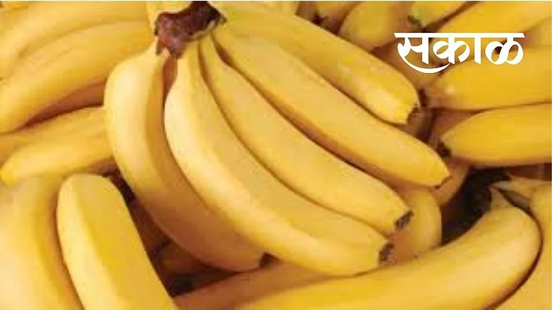 निर्यातक्षम केळीला विक्रमी भावाची चिन्हे; अडीच लाख क्विंटल केळी निर्यात होणार }