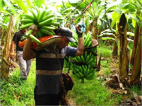banana transportation