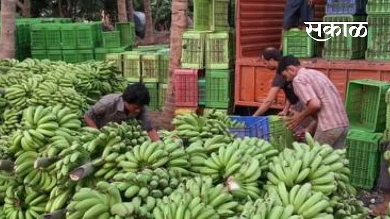 केळी फळ बागायतदार युनियनतर्फे वॅगन्स भरायला नकार: तर वँगन भरण्यावरून व्यापाऱ्यांमध्ये रस्सीखेच}