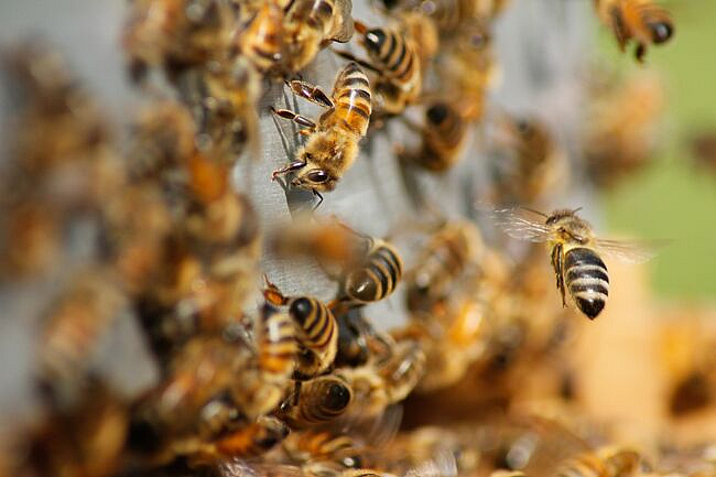 bee attack