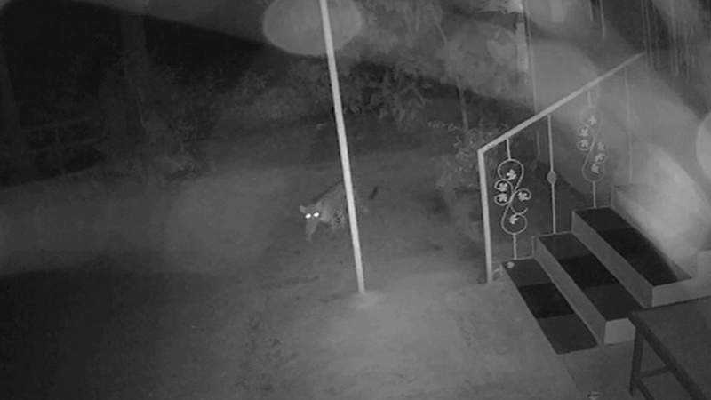 Three bibs in Dopoli captured on camera