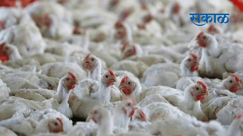 bird flu.png