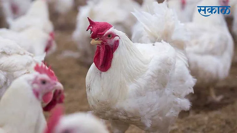 33 thousand 500 hens destroyed due to bird flu in amravati