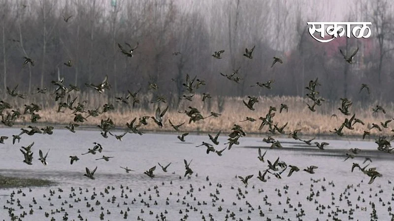 Bird Flu