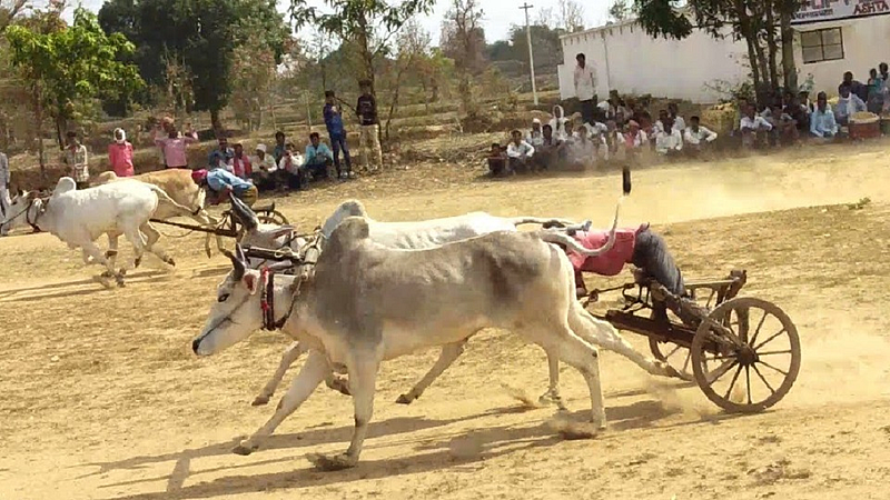 bull n horse race.jpg