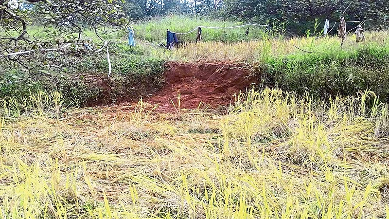 Crop Damage From Elephants In Here And Gadwale Kolhapur Marathi News