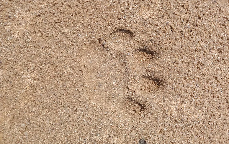 The footprint of a tiger was seen in the village of Chandrapur district
