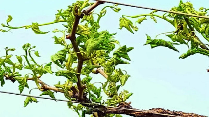 chinchkhed grapes.jpg