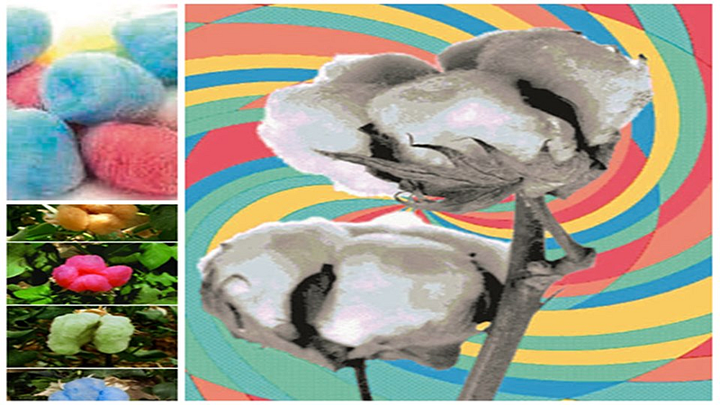 coloured cotton will be game changer