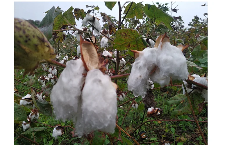 Akola News: Return rains hit soybean, cotton and orchards