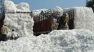 cotton
