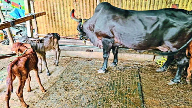 cow birth.jpg