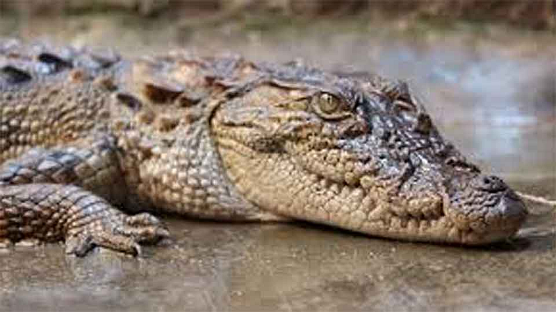Crocodile
