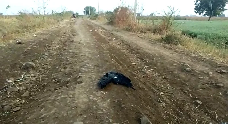 Akola Marathi News Dead crows found in Akola district, threat of bird flu remains, samples of crows will be sent to school