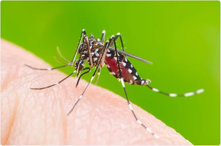 dengue