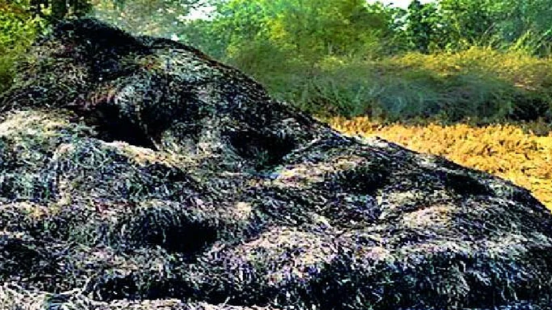 rice crop burned in gondpipari of chandrapur