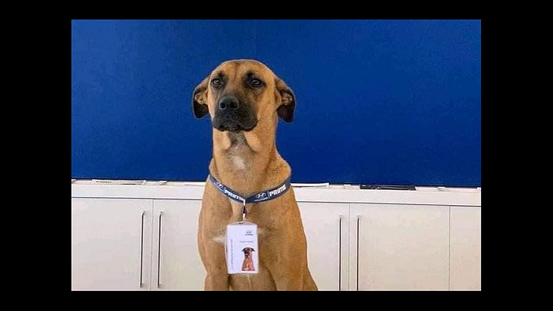 hundai showroom adopts street dog makes-him car salesman photo viral