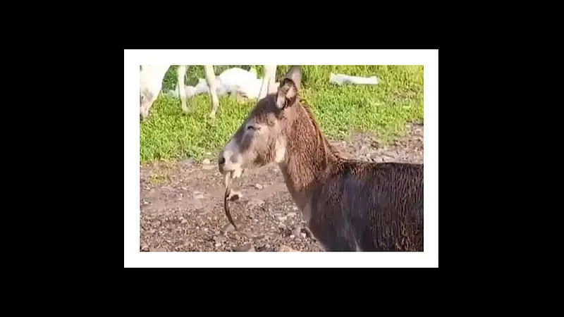 snake in donkey mouth video viral on social media