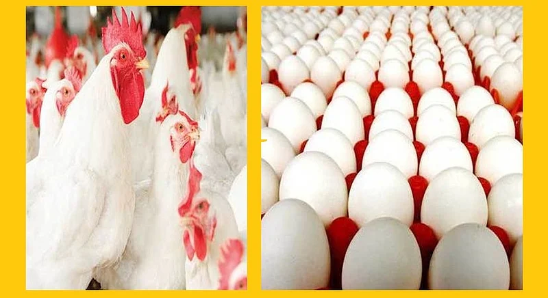 Akola News: Good days for egg and chicken business, farmers joint business started flourishing