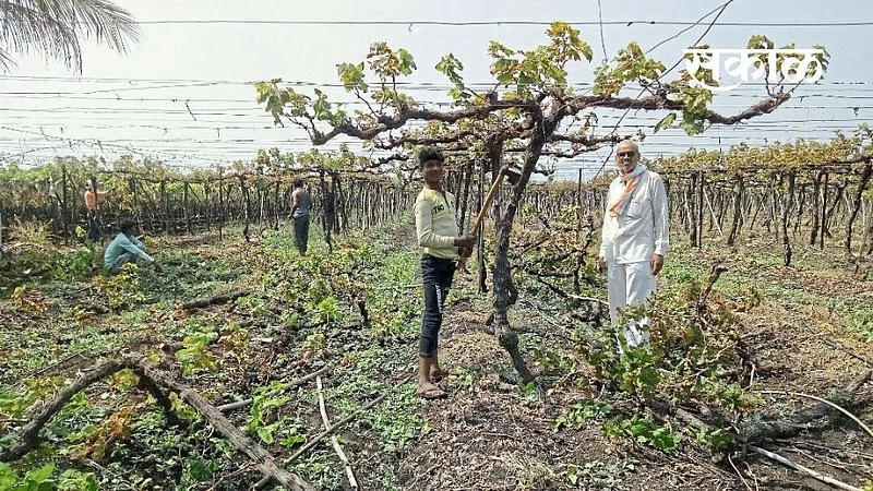 farmer cut down two acres of vineyards Nashik Marathi News