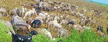 farmer