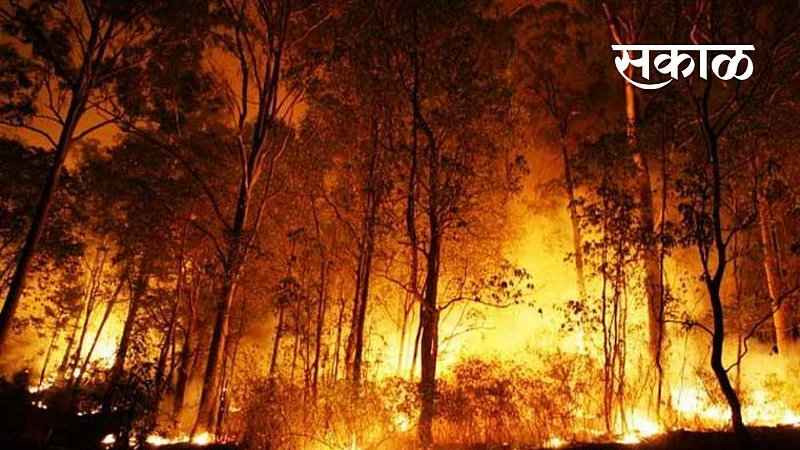 how to escape forest from fire nagpur news}