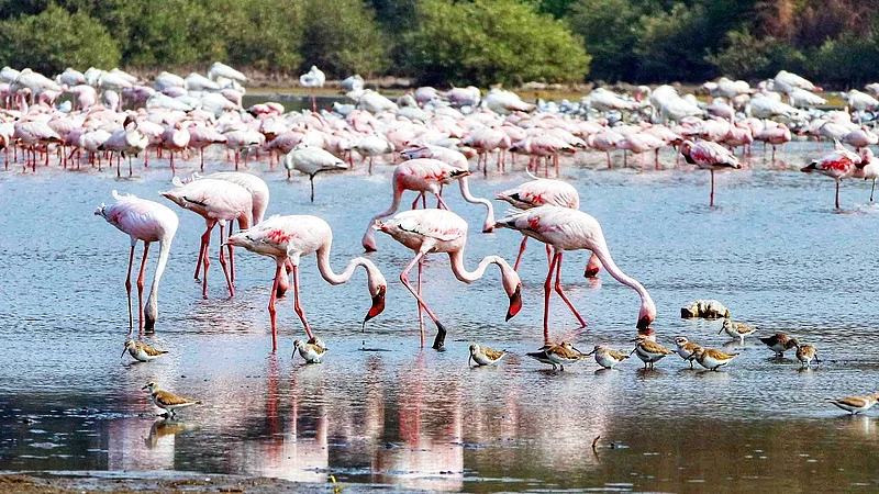 फ्लेमिंगो दर्शनासाठी १५ नोव्हेंबरपासून बोट सेवा सुरू