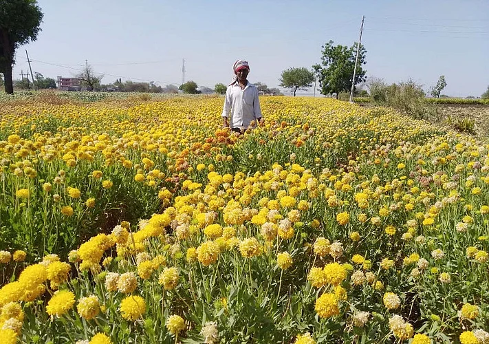 flower plant in buldana.jpg
