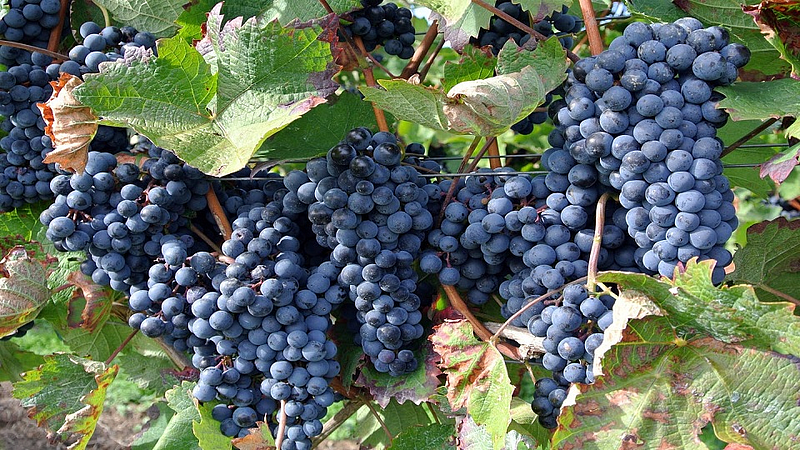 Grape