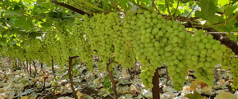 2250 tons of grapes exported from Sangli
