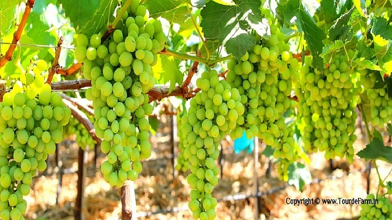 grapes.jpg