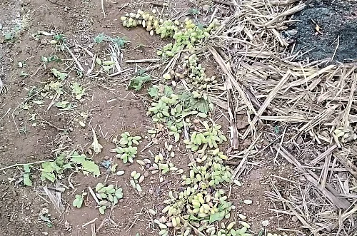 In balvadi grapes field hit due to corona