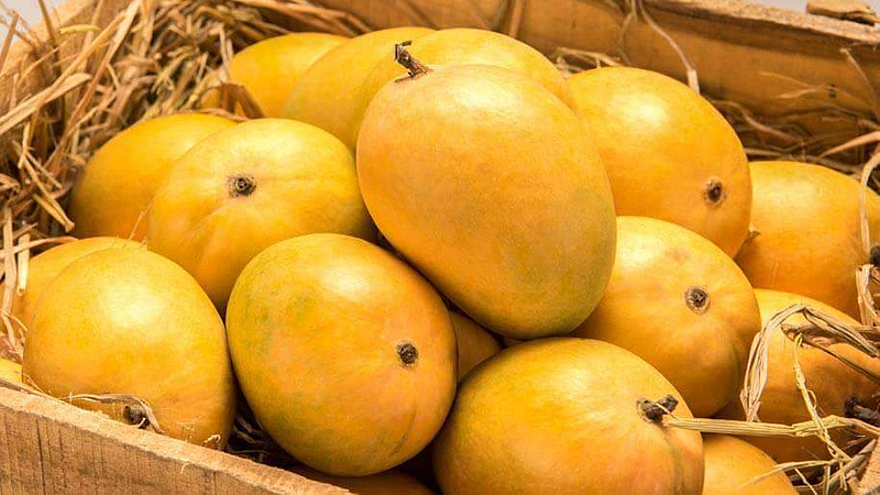 the idea of identify hapus mango