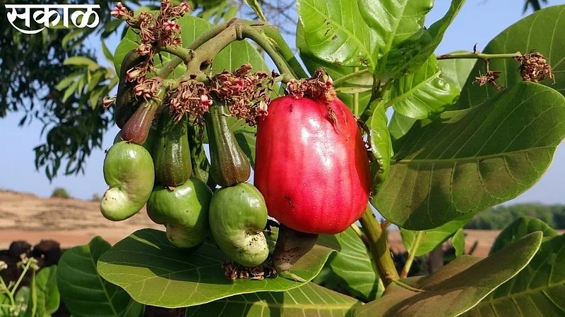 cashew rate increased for this year in ratnagiri}