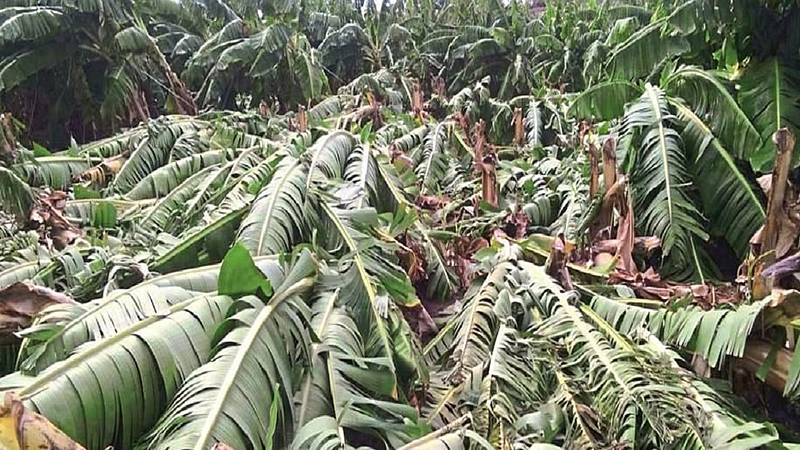 परतीचा पाऊस शेतकऱ्यांच्या मुळावर