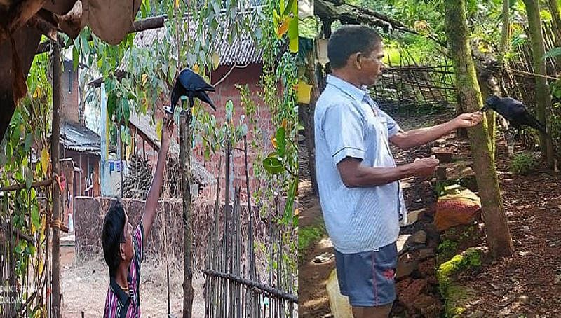 tulsi village Crow story mandangad ratnagiri kokan letest news marathi news