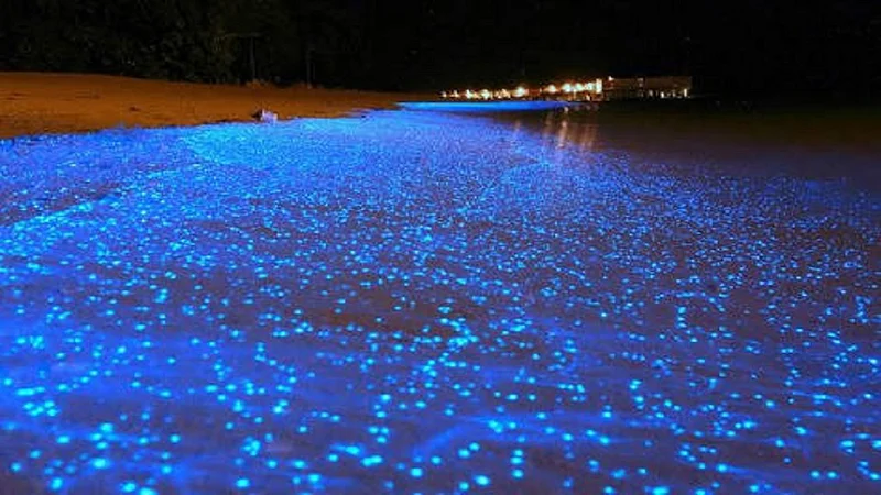 Maharashtra Glistening blue tide along Mumbai and ratnagiri coasts